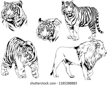 set of vector drawings on the theme of predators tigers are drawn by hand with ink tattoo logos