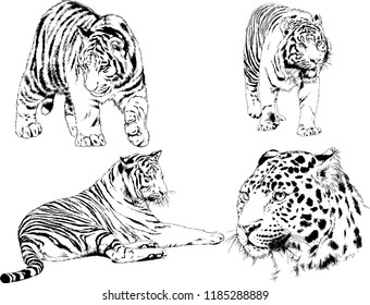 set of vector drawings on the theme of predators tigers are drawn by hand with ink tattoo logos