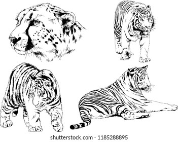 set of vector drawings on the theme of predators tigers are drawn by hand with ink tattoo logos