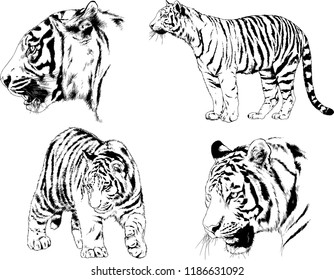 set of vector drawings on the theme of predators tigers are drawn by hand with ink tattoo logos