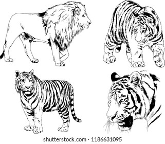 set of vector drawings on the theme of predators tigers are drawn by hand with ink tattoo logos