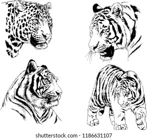 set of vector drawings on the theme of predators tigers are drawn by hand with ink tattoo logos