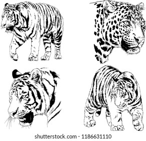 set of vector drawings on the theme of predators tigers are drawn by hand with ink tattoo logos