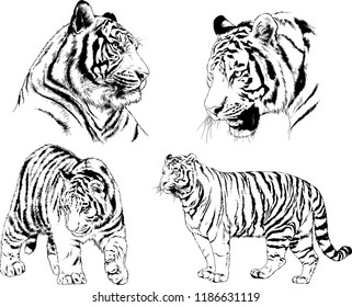 set of vector drawings on the theme of predators tigers are drawn by hand with ink tattoo logos