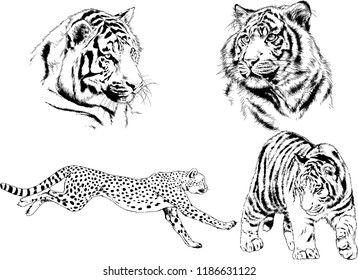 set of vector drawings on the theme of predators tigers are drawn by hand with ink tattoo logos