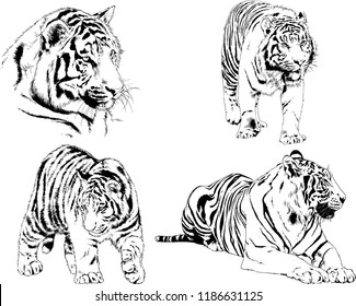 set of vector drawings on the theme of predators tigers are drawn by hand with ink tattoo logos