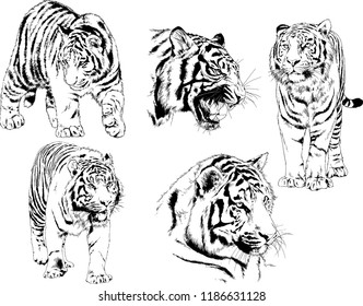 set of vector drawings on the theme of predators tigers are drawn by hand with ink tattoo logos
