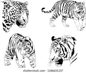 set of vector drawings on the theme of predators tigers are drawn by hand with ink tattoo logos
