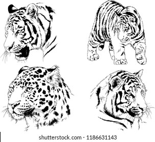 set of vector drawings on the theme of predators tigers are drawn by hand with ink tattoo logos