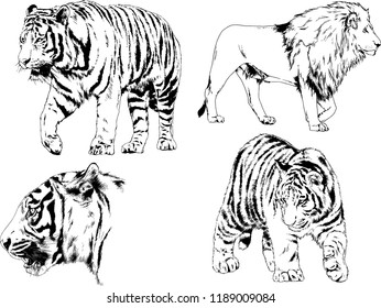 set of vector drawings on the theme of predators tigers are drawn by hand with ink tattoo logos