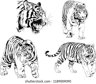 set of vector drawings on the theme of predators tigers are drawn by hand with ink tattoo logos