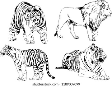 set of vector drawings on the theme of predators tigers are drawn by hand with ink tattoo logos