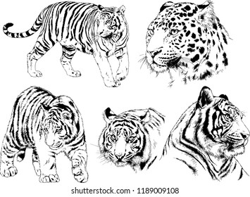 set of vector drawings on the theme of predators tigers are drawn by hand with ink