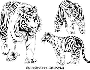 set of vector drawings on the theme of predators tigers are drawn by hand with ink