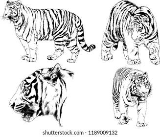 set of vector drawings on the theme of predators tigers are drawn by hand with ink tattoo logos