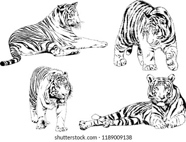 set of vector drawings on the theme of predators tigers are drawn by hand with ink