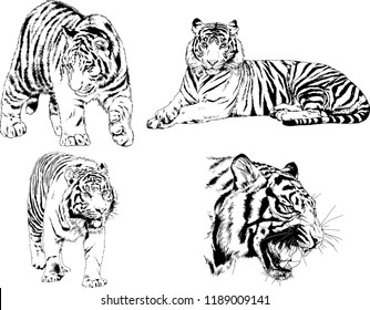 set of vector drawings on the theme of predators tigers are drawn by hand with ink