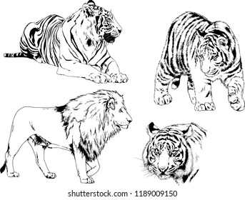 set of vector drawings on the theme of predators tigers are drawn by hand with ink tattoo logos