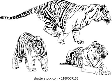 set of vector drawings on the theme of predators tigers are drawn by hand with ink