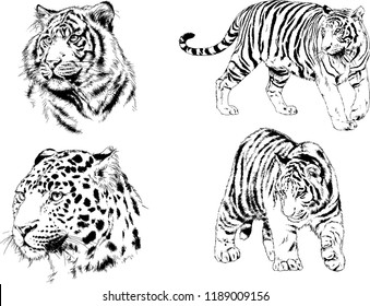 set of vector drawings on the theme of predators tigers are drawn by hand with ink tattoo logos