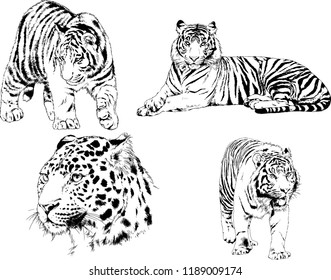 set of vector drawings on the theme of predators tigers are drawn by hand with ink