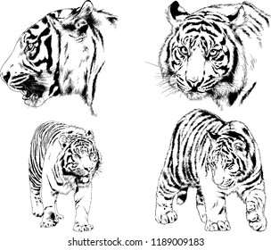 set of vector drawings on the theme of predators tigers are drawn by hand with ink