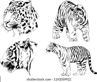 set of vector drawings on the theme of predators tigers are drawn by hand with ink tattoo logos
