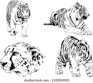 set of vector drawings on the theme of predators tigers are drawn by hand with ink tattoo logos