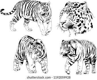 set of vector drawings on the theme of predators tigers are drawn by hand with ink tattoo logos