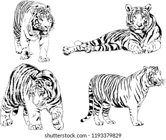 set of vector drawings on the theme of predators tigers are drawn by hand with ink tattoo logos