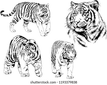 set of vector drawings on the theme of predators tigers are drawn by hand with ink tattoo logos