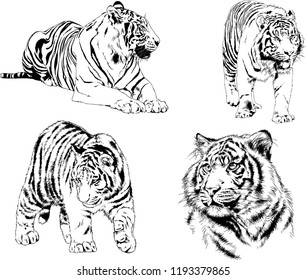 set of vector drawings on the theme of predators tigers are drawn by hand with ink tattoo logos