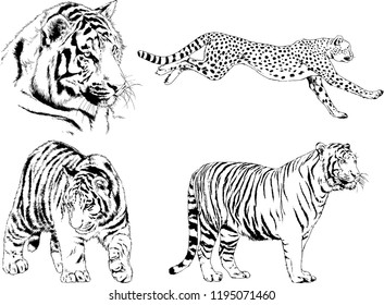 set of vector drawings on the theme of predators tigers are drawn by hand with ink tattoo logos