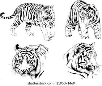 set of vector drawings on the theme of predators tigers are drawn by hand with ink tattoo logos