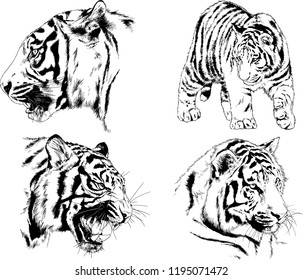 set of vector drawings on the theme of predators tigers are drawn by hand with ink tattoo logos
