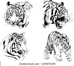set of vector drawings on the theme of predators tigers are drawn by hand with ink tattoo logos