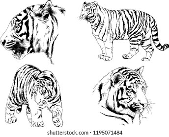 set of vector drawings on the theme of predators tigers are drawn by hand with ink tattoo logos