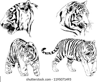 set of vector drawings on the theme of predators tigers are drawn by hand with ink tattoo logos