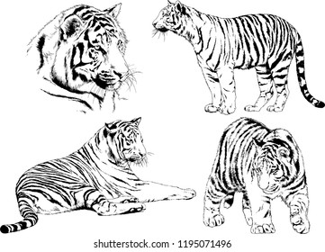 set of vector drawings on the theme of predators tigers are drawn by hand with ink tattoo logos