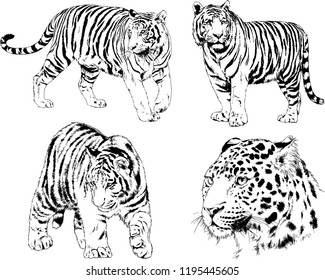 set of vector drawings on the theme of predators tigers are drawn by hand with ink tattoo logos