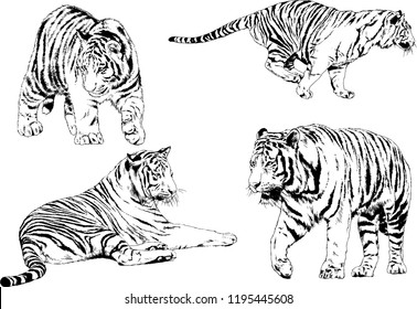 set of vector drawings on the theme of predators tigers are drawn by hand with ink tattoo logos