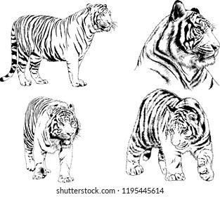 set of vector drawings on the theme of predators tigers are drawn by hand with ink tattoo logos