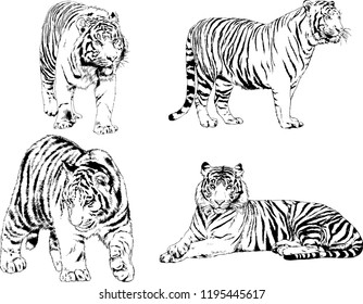 set of vector drawings on the theme of predators tigers are drawn by hand with ink tattoo logos