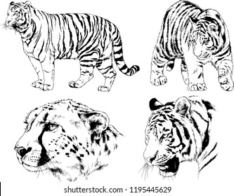set of vector drawings on the theme of predators tigers are drawn by hand with ink tattoo logos