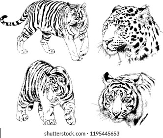set of vector drawings on the theme of predators tigers are drawn by hand with ink tattoo logos