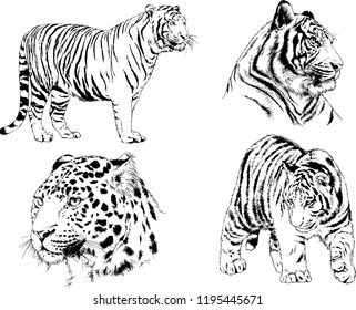 set of vector drawings on the theme of predators tigers are drawn by hand with ink tattoo logos