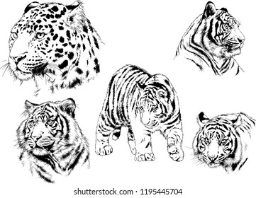 set of vector drawings on the theme of predators tigers are drawn by hand with ink tattoo logos