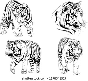 set of vector drawings on the theme of predators tigers are drawn by hand with ink tattoo logos