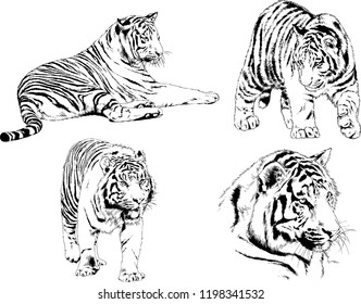 set of vector drawings on the theme of predators tigers are drawn by hand with ink tattoo logos