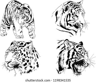 set of vector drawings on the theme of predators tigers are drawn by hand with ink tattoo logos